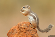 PINNIPEDS, WEASELS, OTTERS, AND OTHER MAMMALS